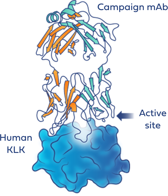 Scientific illustration depicting how TRIV-509 binds KLK5/7 active sites with equal potency.